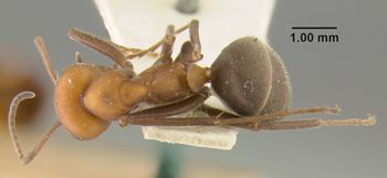 Media type: image;   Entomology 21721 Aspect: habitus dorsal view